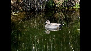 2024年3月9日加茂町！オカヨシガモ！オカヨシ夫妻の午前のひと時🦆🦆❤