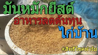 มันหมักยีสต์ อาหารลดต้นทุนไก่บ้านชั้นเยี่ยมbyสิทธืโชคฟาร์ม