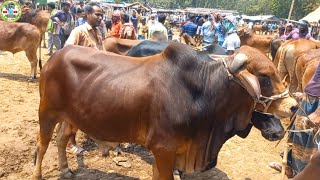 @আজ ২৬ মে ২৪ | চট্রগ্রামের খামারী কুরবানী টার্গেটে কেমন দামে শাহিওয়াল ষাঁড় কিনছেন আমবাড়ী হাটে