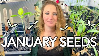 What to Sow in January - Start now for a head start at the Allotment this year! || Plot 37