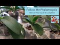 Follow Me Phalaenopsis Orchids | One Full Year of Growth Complete | Final Part 4 Phalaenopsis Update