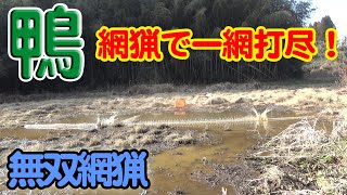 【狩猟】Vol.26 （前編）カモの無双網 猟期終了直前の奇跡！ 無双網で田んぼに飛来するマガモの群れを一網打尽にする！【鴨】【網猟】