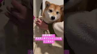 【豆柴ここちゃん】足を拭くまでじっとしているここちゃん