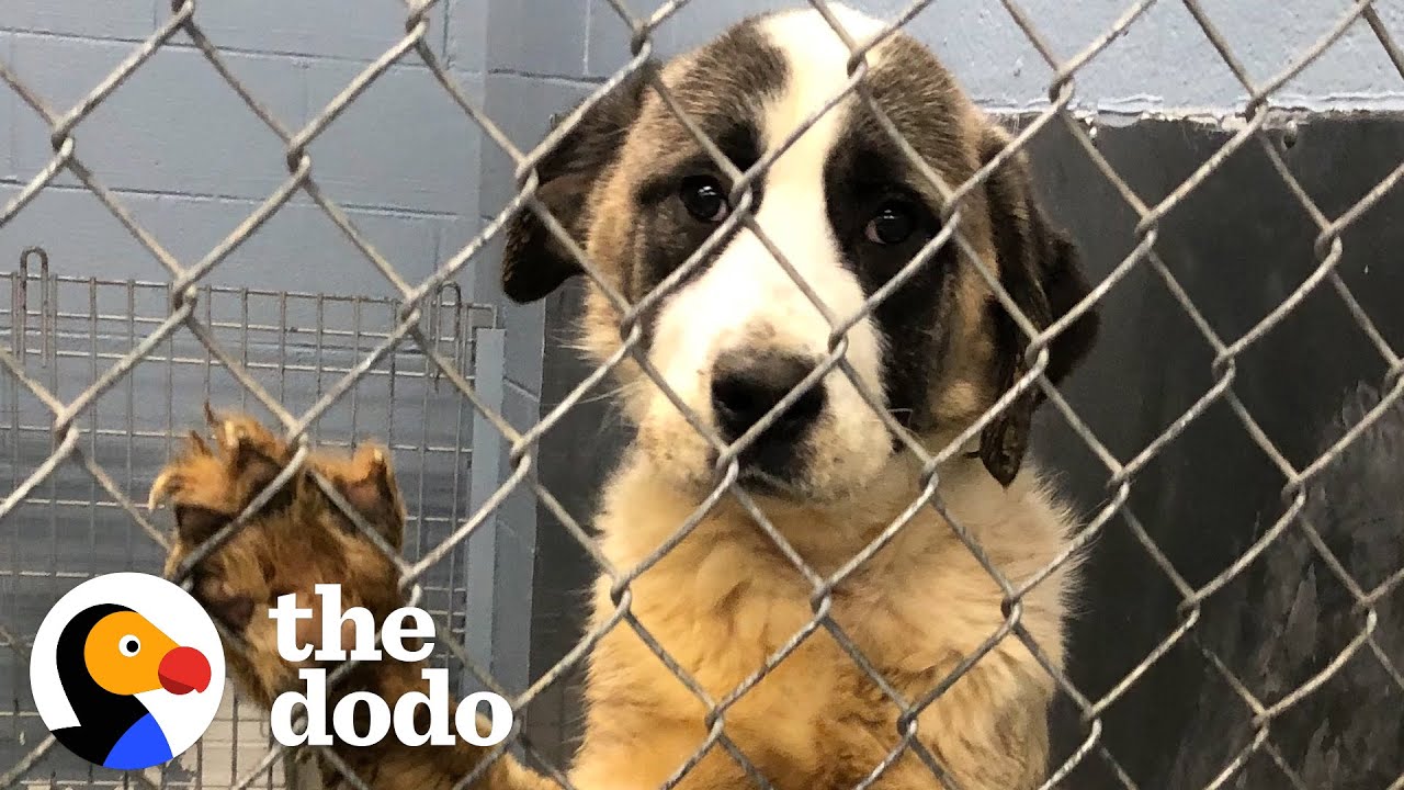 Giant Dog Who Lived In A Crate For 6 Years Freaks Out Over Her First Cheeseburger | The Dodo