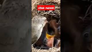 burung ciblek meloloh anak nya #shorts #ciblek #ternakciblek #kicaumania #viral