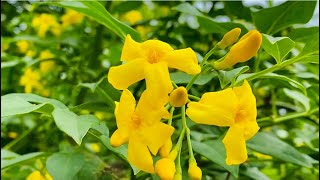 【キソケイ】愛知県植木センター2024年5月下旬