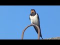 Barn Swallow Singing on Barn Perch