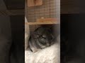 モフモフの上で寝るもふもふ🐭 animalshorts chinchilla