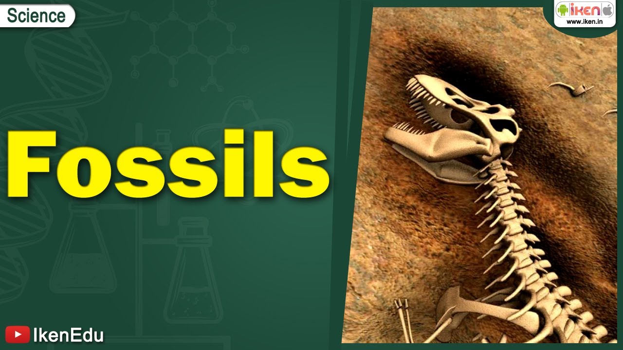 Fossil Environmental Science At Nicholas Packard Blog