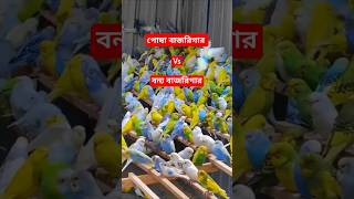 বাজরিগার পাখি কোন সাধারণ পোষা পাখি নয় #birds #budgerigar #parrot #shorts