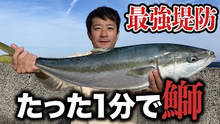 【山口鰤釣り遠征】アジ1匹を1分泳がせただけでブリ！青物連発の最強堤防を攻略 泳がせ釣りの底力