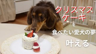 【luluぱぱ食堂】クリスマスケーキが食べたい愛犬の夢を叶えてみた