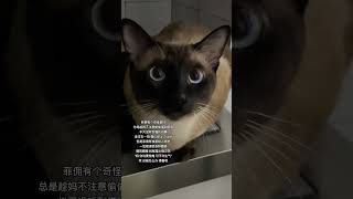 菲佣哄妈 像呼吸一样简单 暹罗猫 逻辑猫 我和我的猫 它真的好像个小宝宝