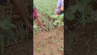 @kamadhenu666 #farming ஏங்க விவசாயம் பிடிக்கும்னா கொஞ்சம் சொல்லிட்டு போங்க