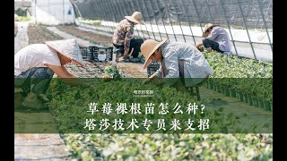 草莓裸根苗怎么种？塔莎技术专员来支招