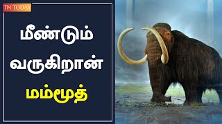 துபாயில் ரூ.110 கோடியில் 'மம்மூத்' யானை உருவாக்கப்படும் | Mammoth Elephant | Dubai