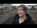 australia s pioneering young female livestock auctioneers landline abc australia