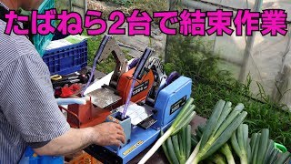 白ネギ調整作業ととうもろこし2回目防除作業19/7/17＃738