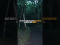 aokigahara the suicide forest a japanese mystery