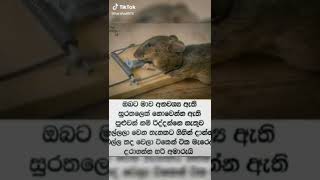 #ජීවිතේ #කර්මය #tiktok #sinhala #shorts 😥😥😥😥😥😥😥😥😥😥 මෙය ඔබ ආයෙමත් ටිකක් සිතන්න 😥😥😥