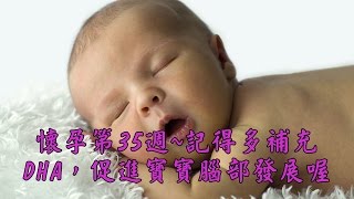 懷孕第35週~記得多補充DHA，促進胎寶寶腦部發展喔 【我懷孕了】