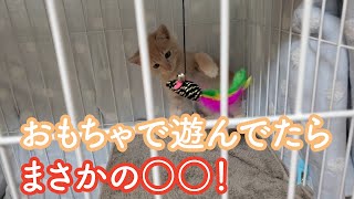 おもちゃで遊ぶ子猫がまさかの・・・