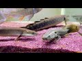 ポリプテルスラプラディ飼育2ヶ月経過！　古代魚中型魚混泳水槽で混泳開始！！