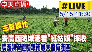 【中天直播#LIVE】三夏農忙 去廣西防城港看\