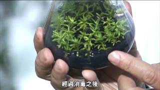 花博農業科技大展_利用台灣紅豆杉生產抗癌藥物