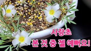 마쏘노룸 사랑에 빠졌어요, 사랑초 구근 파종 이후 성장 영상이에요, Oxalis, 옥살리스