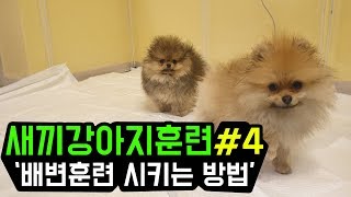 새끼강아지훈련#4 - 배변훈련 시키는 방법