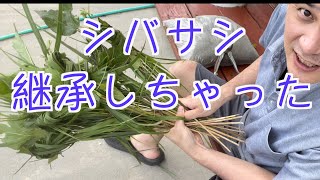 シバサシのサンの作り方完全に継承した【沖縄行事】