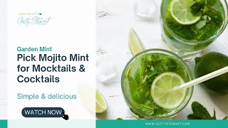 How to Pick Mojito Mint for Cocktails \u0026 Mocktails