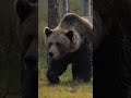 Brown Bears in Finland 🇫🇮🐻 #shorts #wildlife #bears