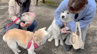 楽しく初詣に行く柴犬とサモエド、家族みんなのたった一つのお願い事。