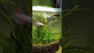 How I Kept 3 Betta Fish Together?