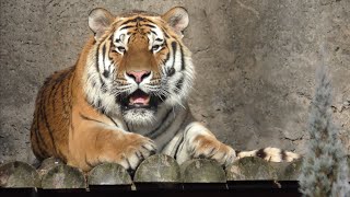 アムールトラ　アースくん　高台に登りリラックス中です　【のんほいパーク】Amur tiger Earth-kun Toyohashi Zoo