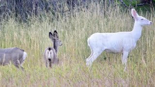 Albino Deer spotted on Billings' West End