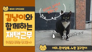 #roadcat: 아파트 주차장에서 쉬고있는 어린 수컷 흰색얼룩 검은 길고양이 🐈