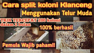 Cara Split Cara mengatasi koloni klanceng melemah tanpa ratu dijamin jadi koloni super kuat