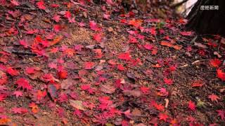 紅葉見ごろ　神戸市立森林植物園