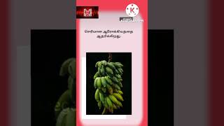 Why should you eat banana every day?வாழைப்பழத்தை ஏன் தினமும் சாப்பிட வேண்டும்? #shorts