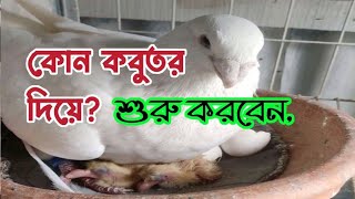 কবুতর পালা শুরু করার আগে এই বিষয়গুলো জানা থাকা প্রয়োজন | how will you start pigeon farm | pigeons