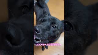 おやつタイム#甲斐犬#ポメラニアン#shorts