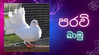 වෙනත් පරවි අපේ පරවින්ව දාලා බස්සමු