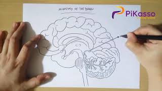 How to Draw Human Brain Anatomy