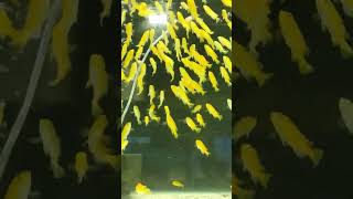 Electric Yellow Lab | Mbuna | African cichlids | Lake Malawi