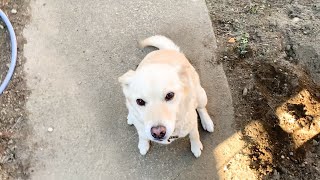 白い犬と猫それぞれの朝