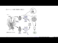 中学理科解説動画：花のつくりとはたらき３