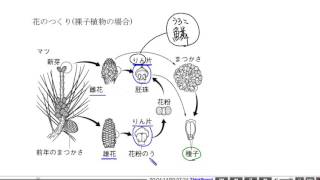 中学理科解説動画：花のつくりとはたらき３